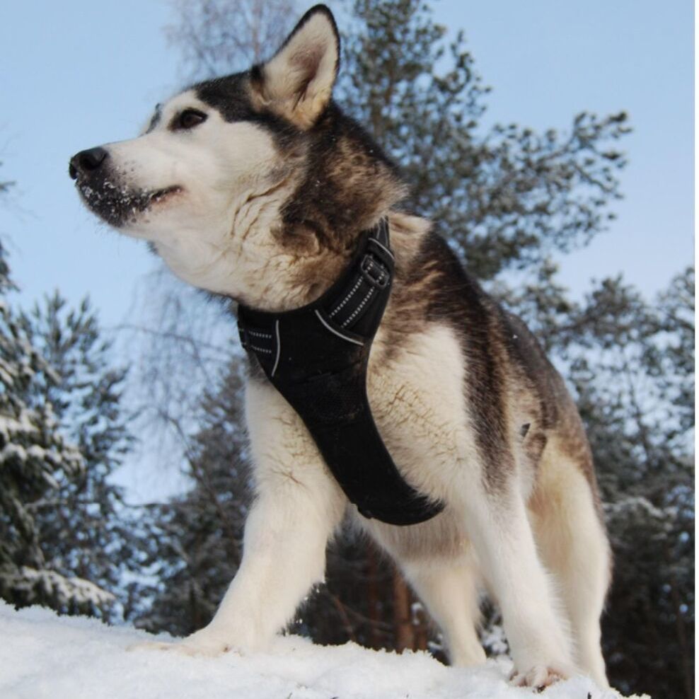 No-Pull Dog Harness | Front & Back Clip, Breathable Mesh, Neck 56–82cm, Chest 78–96cm