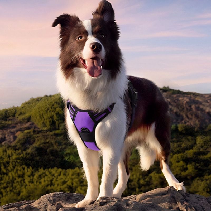 No-Pull Dog Harness | Front & Back Clip, Breathable Mesh, Neck 56–82cm, Chest 78–96cm